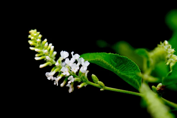 Butterfly bush white flower isolated on black background — Stock Photo, Image