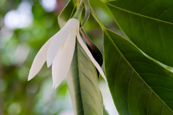 Champaka flor hermosa y aroma en el árbol —  Fotos de Stock