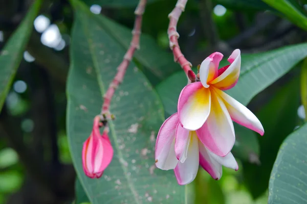 Plumeria blommor på träd (andra namn är frangipani, Apocynacea — Stockfoto