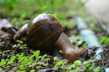 salyangoz ahşap plakalar üzerinde yürüyor