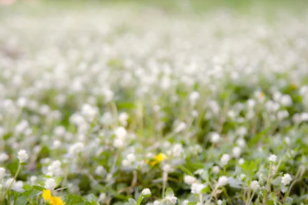 Abstracte achtergrond van witte bloem intreepupil van een veld — Stockfoto