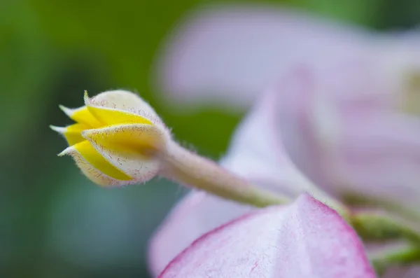 Close-up view of Yellow flower in Bangkok Thailand — Stock Photo, Image