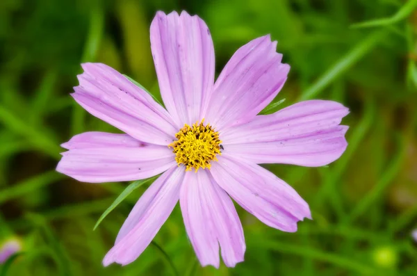 Close-up visning af blomst i Bangkok Thailand - Stock-foto