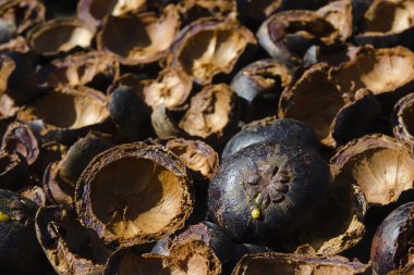 Mangosteen kabuk güneş ışığı kurutma işlemi