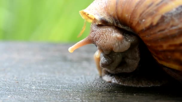 Un escargot retourne à sa coquille 