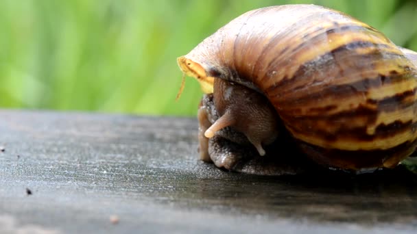 Un escargot retourne à sa coquille — Video