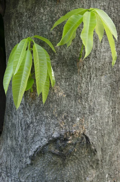 Focus vista delle foglie di mango con corteccia d'albero — Foto Stock