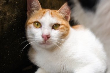 Kameraya bakarak kedi gözleri