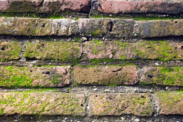 Moss growing on brown brick wall