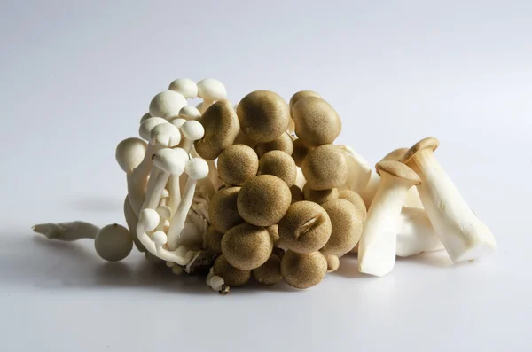 Gruppo isolato di funghi — Foto Stock