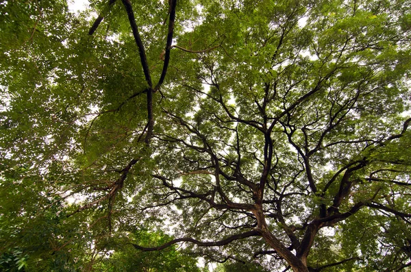 Karınca bakışı ağaç gölgesi — Stok fotoğraf