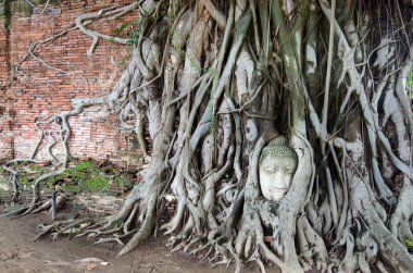 Buda kafa kum taş, ağaç kökleri (Ayuthya, Tayland)