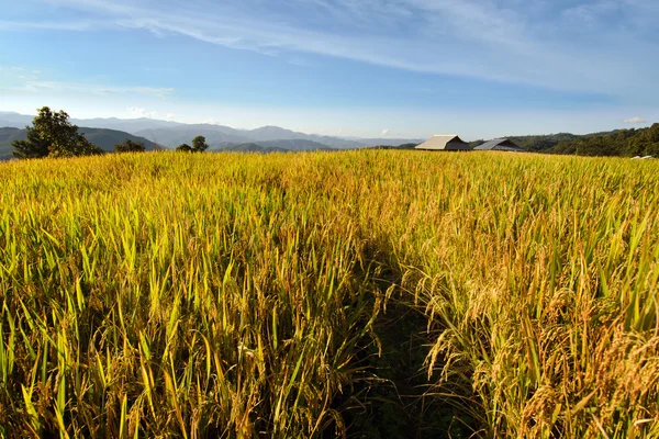 Vista da fazenda de arroz e céu azul nublado pela população local na montanha, parte norte da Tailândia — Fotografia de Stock