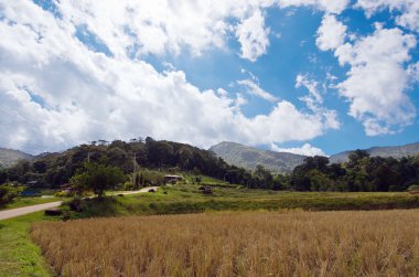 Çim, dağ ve bulutlu gökyüzü görünümü Chiangmai Tayland