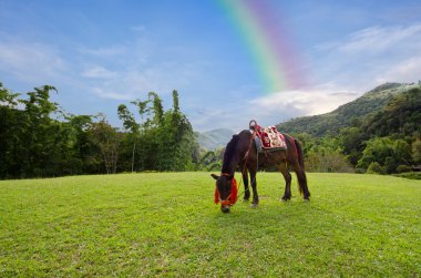 Horse with grass, mountain and sky with rainbow in Ang Khang National Park Chiangmai Thailand clipart