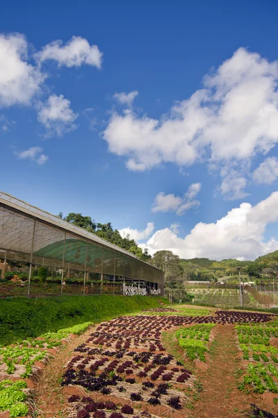 Natürlicher Bio-Gemüsegarten in Chiangmai Thailand — Stockfoto