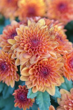 Portakal çiçeği görmek