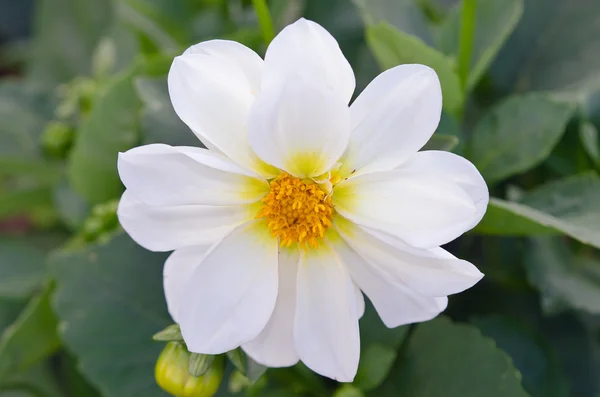 White cosmos flower in Chiangmai Thailand — Stock Photo, Image