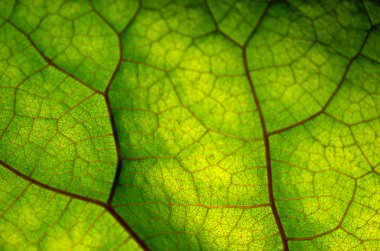 Yeşil yaprak ve damarlar doku