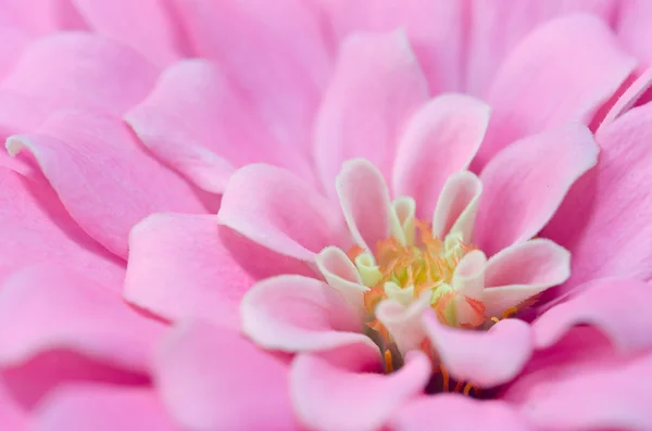 Rosa Aster fiore in Rama 9 (nome locale) giardino nazionale, Bangko — Foto Stock