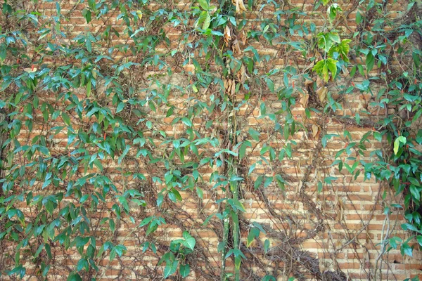 レンガの壁で育つ植物 — ストック写真
