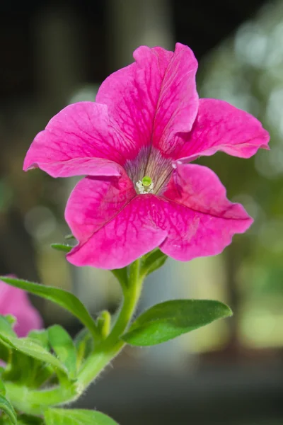 Pink Petunia hybrid flower in Rama 9 (local name) national garde — Stock Photo, Image