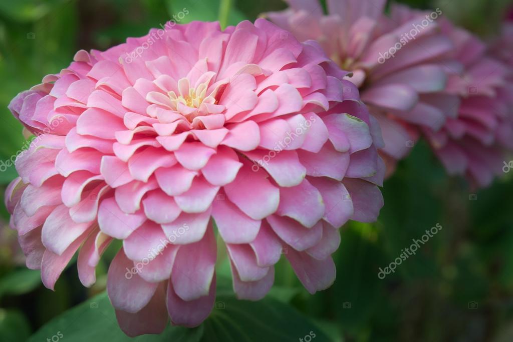 rosa blomma namn