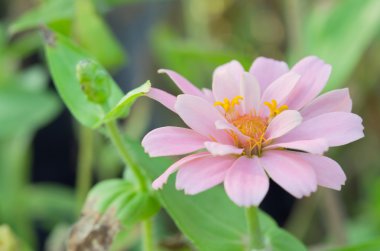 Aster çiçek Rama 9 (yerel ad) ulusal Bahçe, Bangko pembe