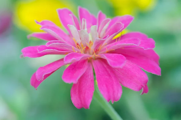 Rosa Aster flor em Rama 9 (nome local) jardim nacional, Bangko — Fotografia de Stock
