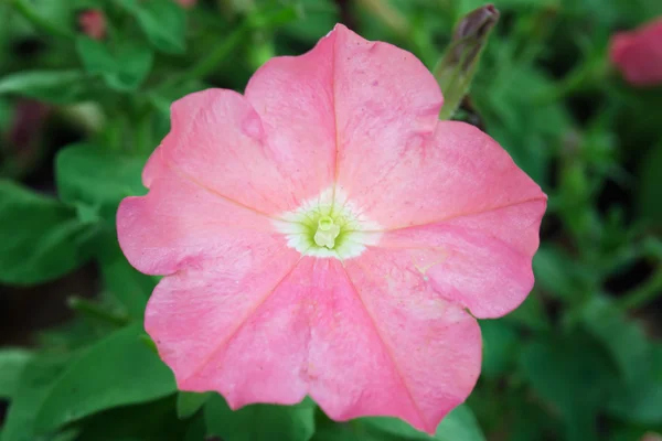 Pink Desert rose flower (Other names are desert rose, Mock Azale — Stock Photo, Image