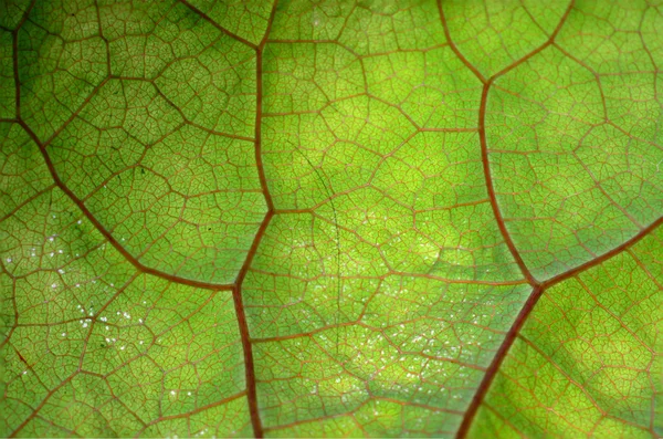 Textura de folha verde e veias — Fotografia de Stock