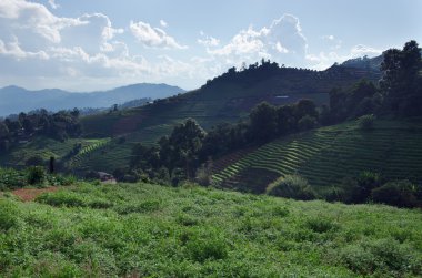 Çim, dağ ve bulutlu gökyüzü görünümü Chiangmai Tayland