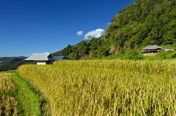 Вид на рисовую ферму и облачно-голубое небо местных жителей в горах — стоковое фото