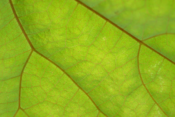 Tekstura zielony liść i żył — Zdjęcie stockowe