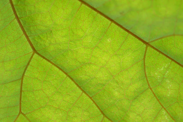 Texture of green leaf and veins — Stock Photo, Image