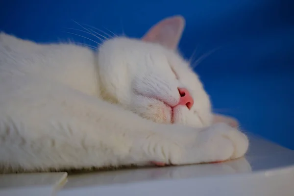 Schlafende Weiße Katze Nahaufnahme Auf Blauem Hintergrund — Stockfoto