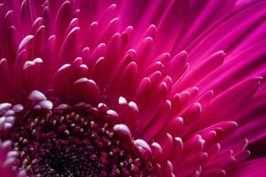 mor gerbera yakın plan