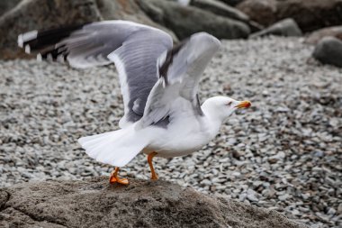 Martı kayalık bir deniz kıyısına doğru yola çıkar.