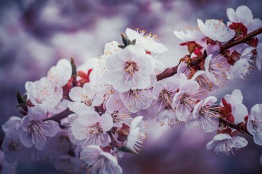 Bulanık arkaplanda çiçek açan kiraz dalı