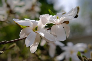 Bahçede bulanık bir zemin üzerinde çiçek açan beyaz manolya