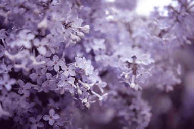 Menekşe leylağı dalı kapat