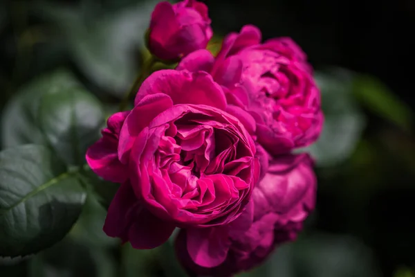 Inglés Purple Roses David Austin Close — Foto de Stock