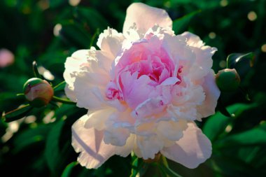 beyaz ve pembe şakayık gün ışığında