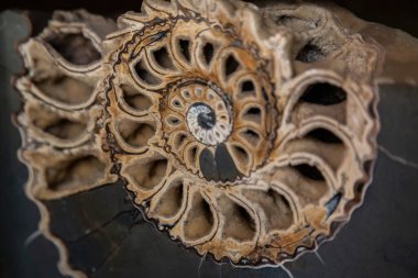 Antik büyük yumuşakça ammonit. Yakın çekim.