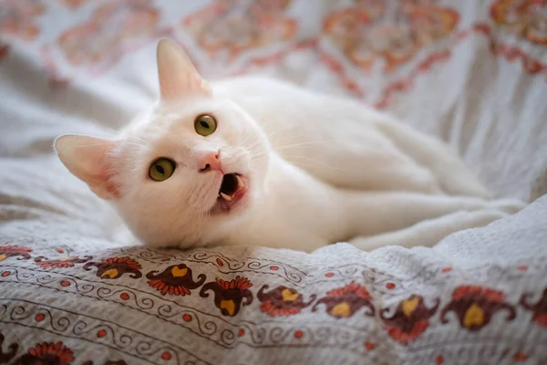 Белая Кошка Лежит Кровати Мяукает — стоковое фото