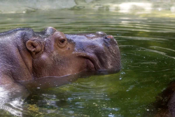 Tête d'hippopotame — Photo