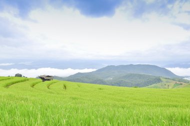 Thiland pirinç terasları