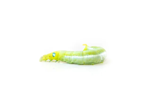 Isolar lagarta verde — Fotografia de Stock