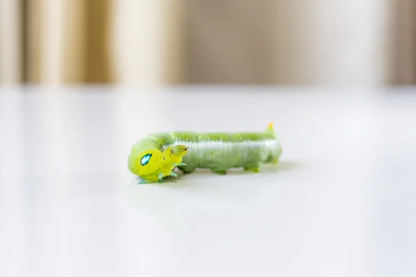 A lagarta verde — Fotografia de Stock