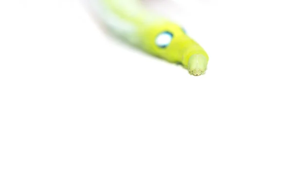 Isolar lagarta verde — Fotografia de Stock